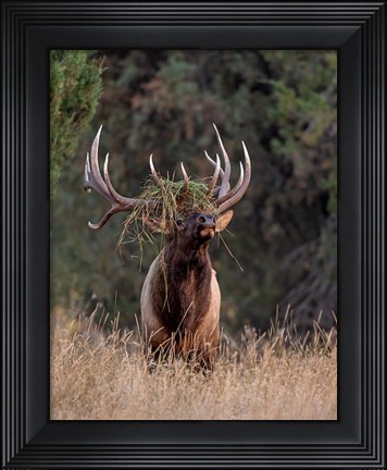 Framed Bull Elk in Montana III Print