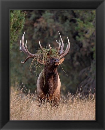 Framed Bull Elk in Montana III Print