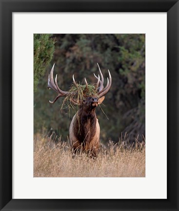 Framed Bull Elk in Montana III Print