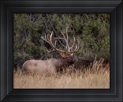 Framed Bull Elk in Montana IV Print