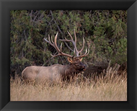 Framed Bull Elk in Montana IV Print