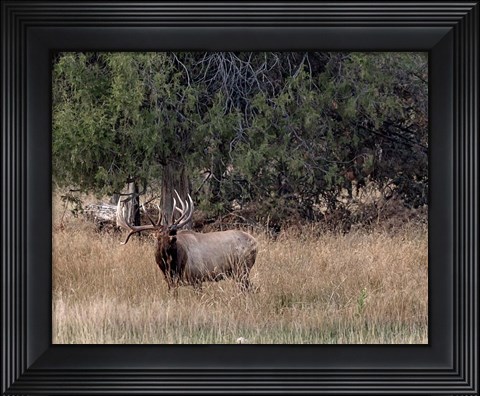 Framed Bull Elk in Montana V Print