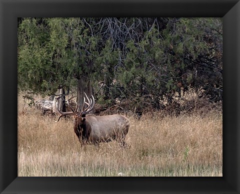 Framed Bull Elk in Montana V Print