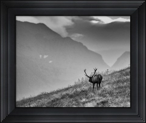 Framed Big Country Bull Print