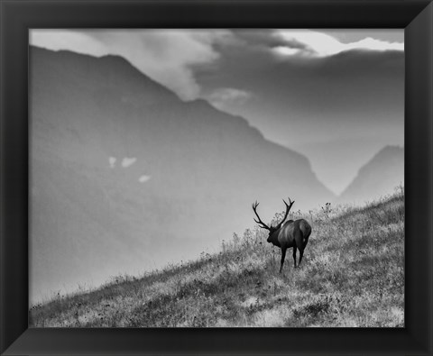 Framed Big Country Bull Print