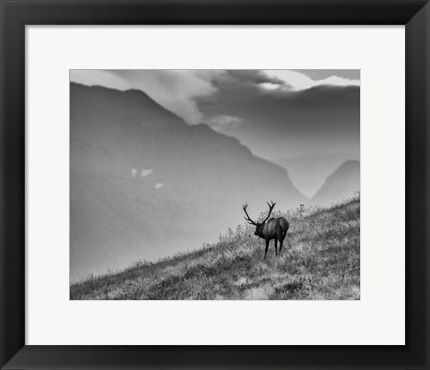 Framed Big Country Bull Print