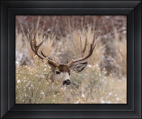 Framed Mule Deer Buck Print