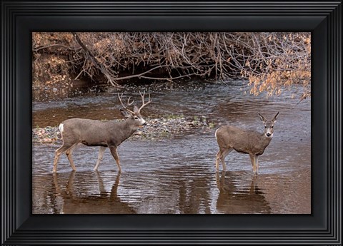 Framed Mule Deer Buck and Doe Print