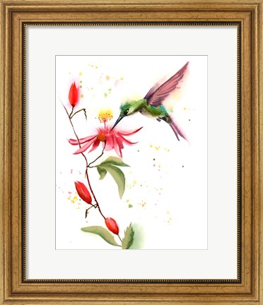 Framed Humming Bird II Print