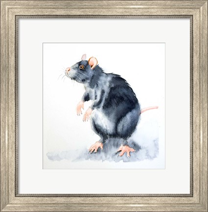 Framed Rat II Print