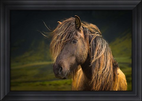 Framed Born To Be Wild Print
