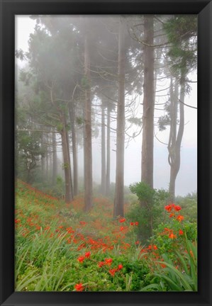 Framed Forest of The Flowers Print