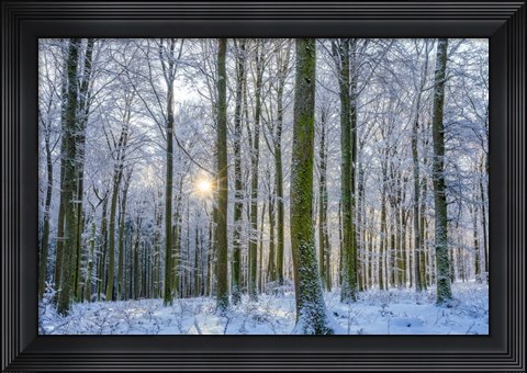Framed Frosty Forest Print