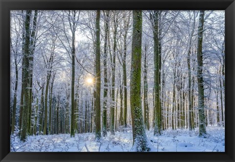 Framed Frosty Forest Print