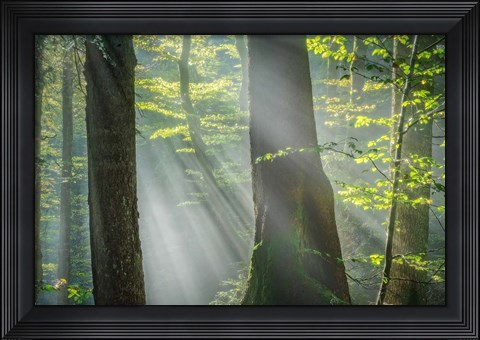 Framed Shower of Light Print