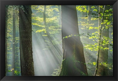 Framed Shower of Light Print