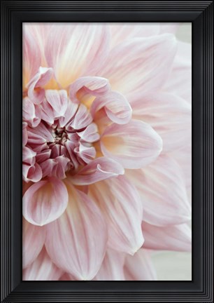 Framed Blush Pink Dahlia Print