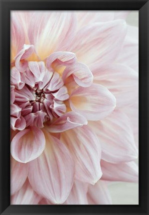 Framed Blush Pink Dahlia Print