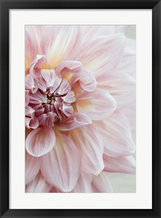 Framed Blush Pink Dahlia Print