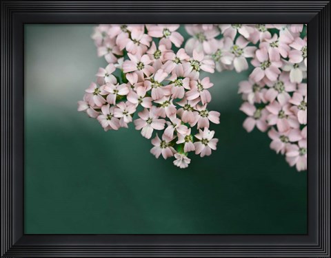 Framed Blush Pink Flowers Print