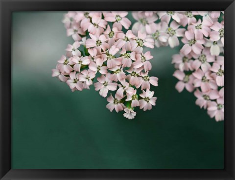 Framed Blush Pink Flowers Print