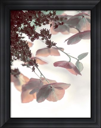 Framed Pink &amp; Aqua Hydrangeas Print