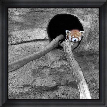 Framed Red Panda Sleeping Print