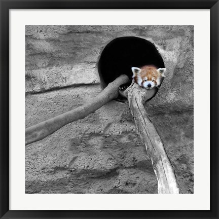 Framed Red Panda Sleeping Print