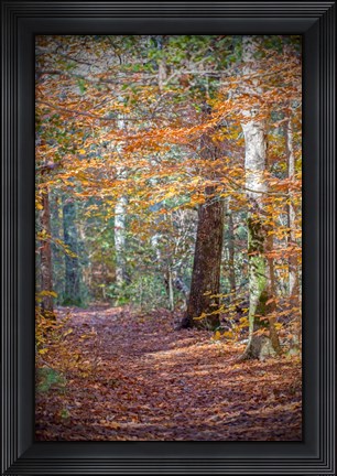 Framed Rust Fall Forest Print