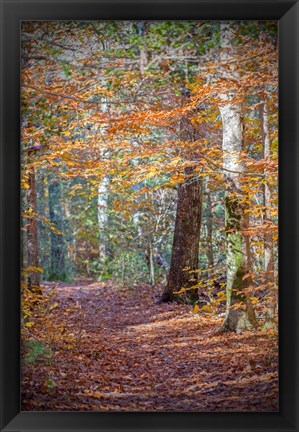 Framed Rust Fall Forest Print