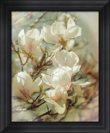 Framed Vintage Inspired Magnolias Print