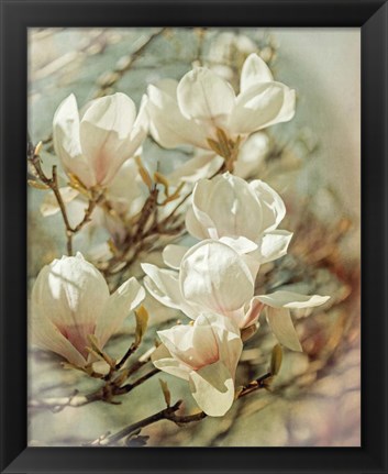 Framed Vintage Inspired Magnolias Print