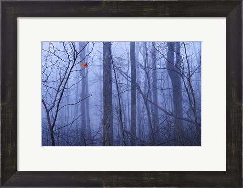 Framed Red Cardinal in a Blue Forest Print
