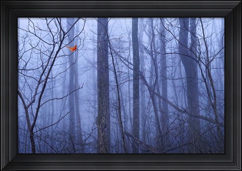 Framed Red Cardinal in a Blue Forest Print