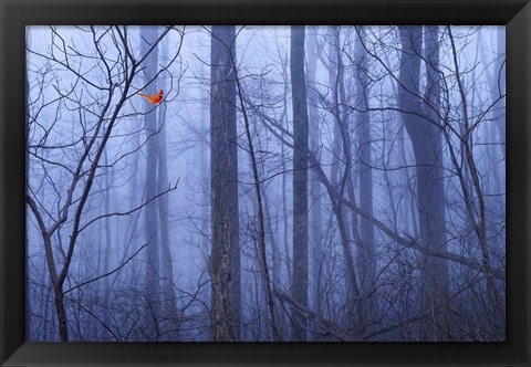 Framed Red Cardinal in a Blue Forest Print