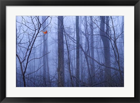 Framed Red Cardinal in a Blue Forest Print