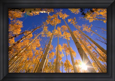Framed Winter Aspens Print