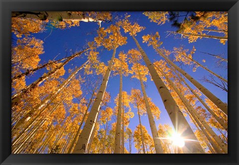 Framed Winter Aspens Print