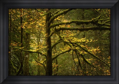 Framed Golden Drops Print