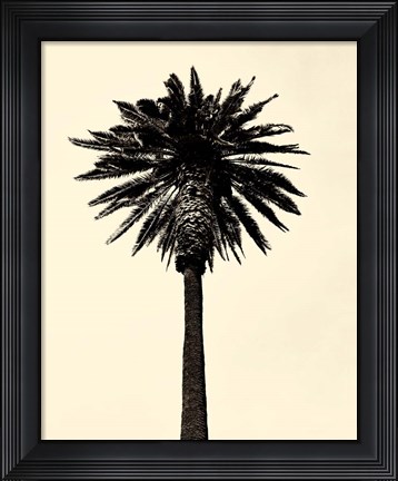 Framed Palm Tree 1979 Tan Print