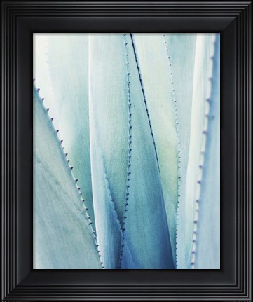 Framed Pale Blue Agave No. 1 Print