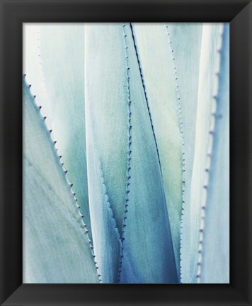 Framed Pale Blue Agave No. 1 Print