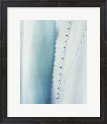 Framed Pale Blue Agave No. 2 Print