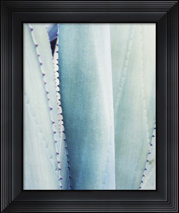 Framed Pale Blue Agave No. 3 Print