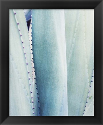 Framed Pale Blue Agave No. 3 Print