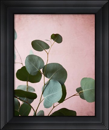 Framed Sage Eucalyptus No. 2 Print