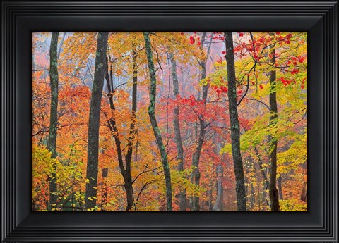 Framed Crayola Print