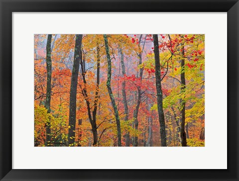 Framed Crayola Print