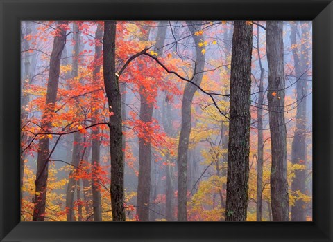 Framed Fire in the Fog Print