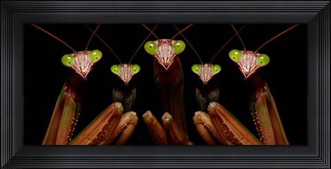 Framed Praying Mantis: Family Portrait Print